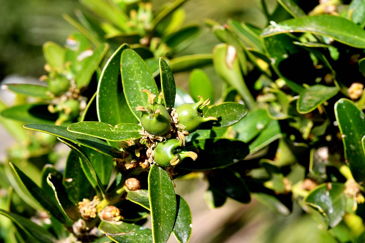 Buxus balearica, boj. Descubre la flora singular que crece en playas, acantilados, ramblas y montes del exclusivo litoral de Granada, Especies de plantas muy escasas, incluso únicas, intentan sobrevivir en ecosistemas costeros a pesar del avance de urbanizaciones y turismo 