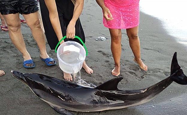 Una cría de delfín quedó varada en Almuñécar en julio.