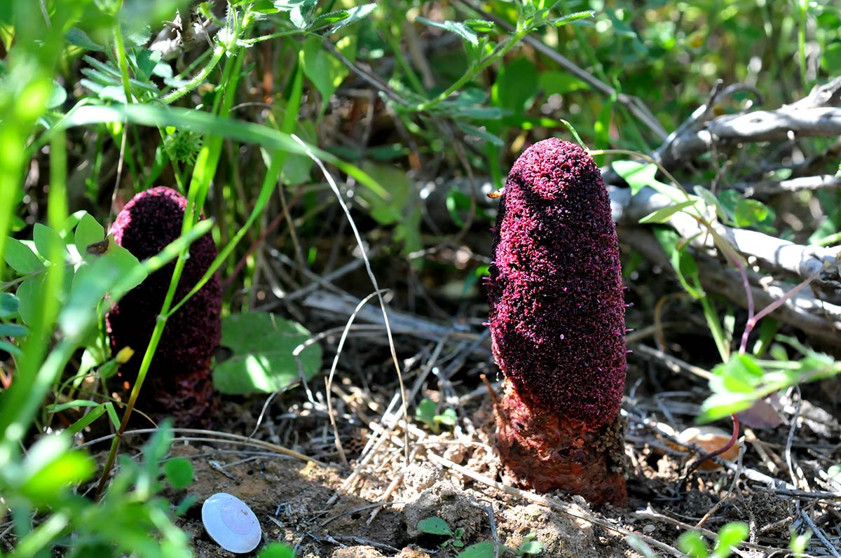 Cynomorium coccineum, jopo de lobo. Descubre la flora singular que crece en playas, acantilados, ramblas y montes del exclusivo litoral de Granada, Especies de plantas muy escasas, incluso únicas, intentan sobrevivir en ecosistemas costeros a pesar del avance de urbanizaciones y turismo 