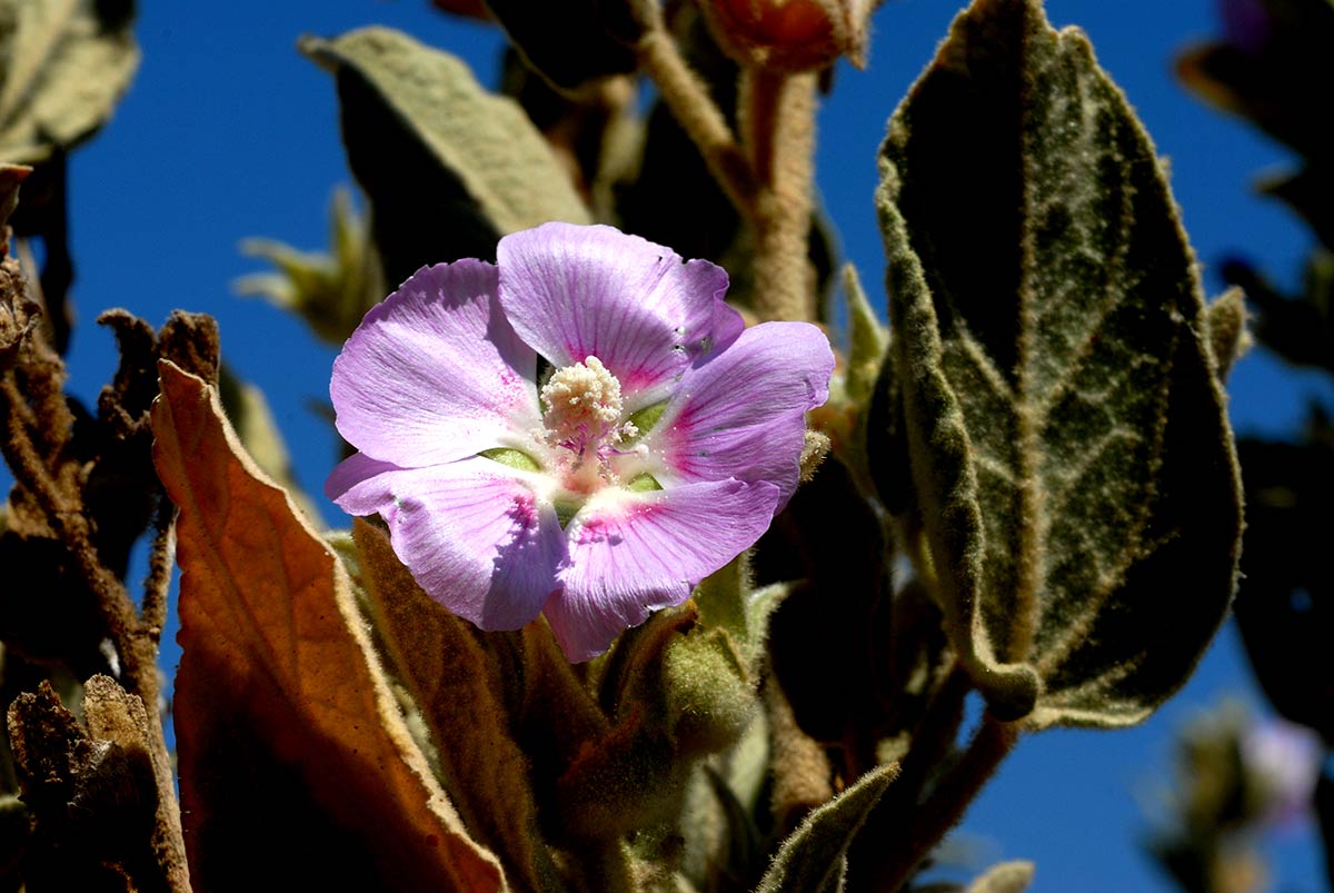 Lavarera oblongifolia, malva de la Alpujarra. Descubre la flora singular que crece en playas, acantilados, ramblas y montes del exclusivo litoral de Granada, Especies de plantas muy escasas, incluso únicas, intentan sobrevivir en ecosistemas costeros a pesar del avance de urbanizaciones y turismo 