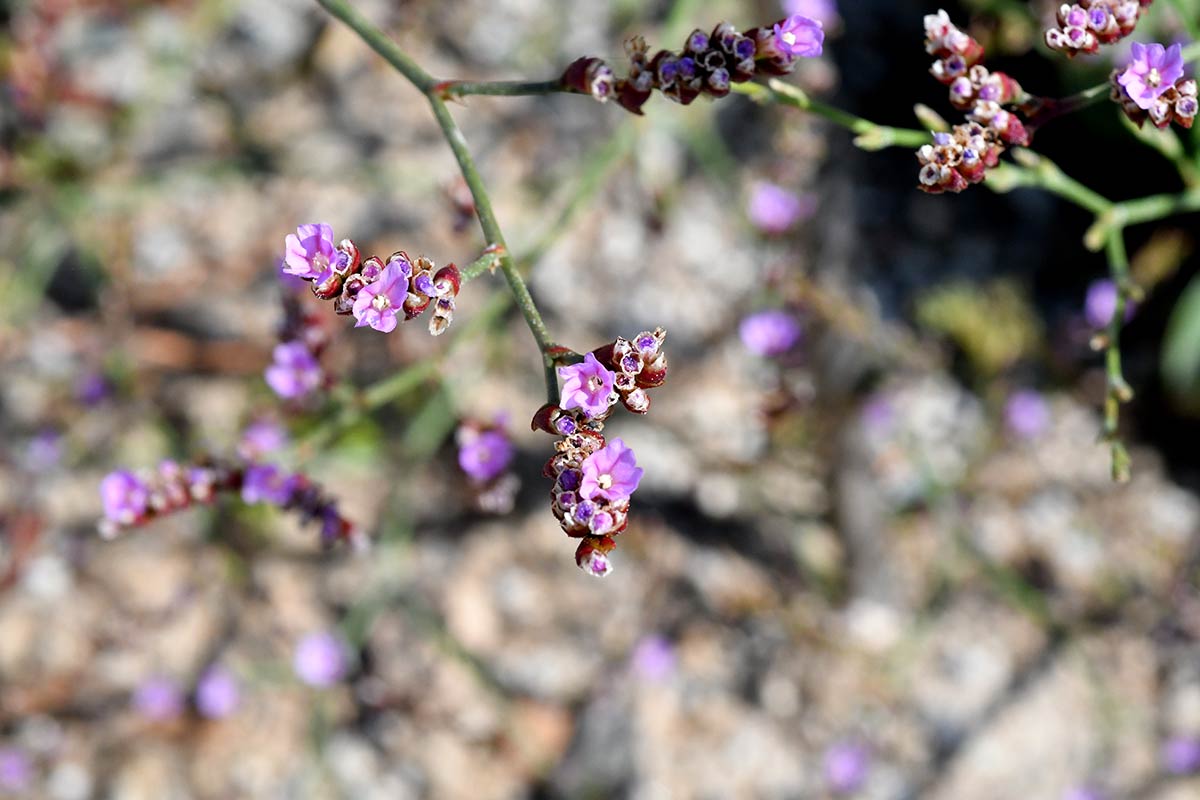 Limonium malacitanus. Descubre la flora singular que crece en playas, acantilados, ramblas y montes del exclusivo litoral de Granada, Especies de plantas muy escasas, incluso únicas, intentan sobrevivir en ecosistemas costeros a pesar del avance de urbanizaciones y turismo 