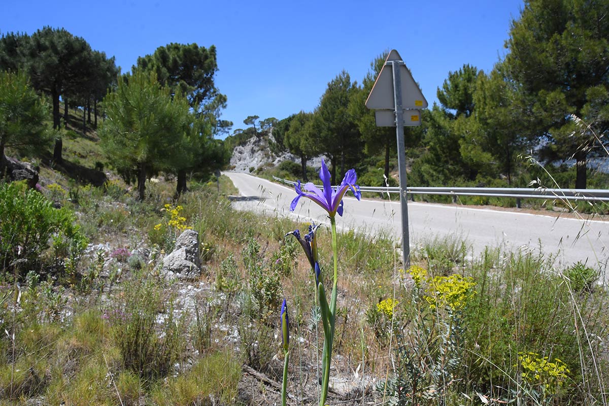 La antigua ruta de las diligencias y el tortuoso camino de Granada a la Costa en los años 60, una inmersión en tierras de paisajes quebrados que muestran múltiples ecosistemas y atesoran la historia de un territorio único 
