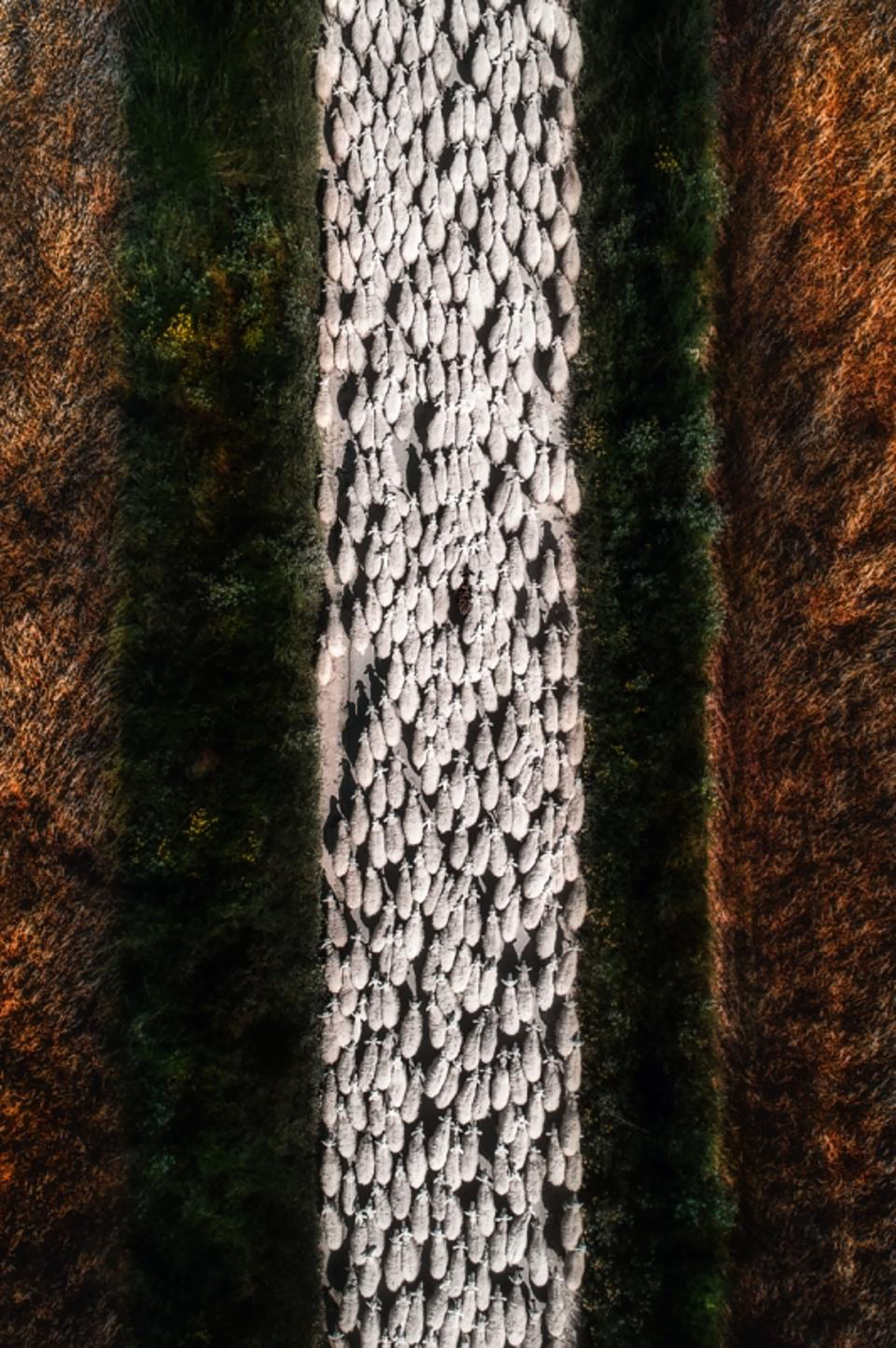 «Tormenate en el estadio Soldier Field», por Jamie Link.