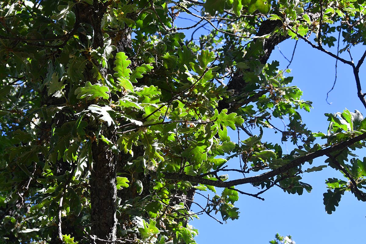 Densos melojares nevadenses sobreviven en las vaguadas de San Jerónimo, a pocos metros antes de la estación de esquí
