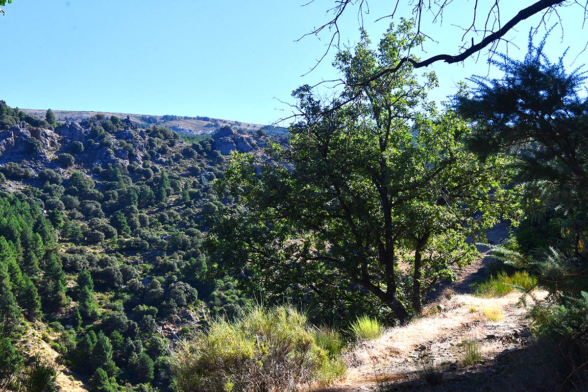 Densos melojares nevadenses sobreviven en las vaguadas de San Jerónimo, a pocos metros antes de la estación de esquí