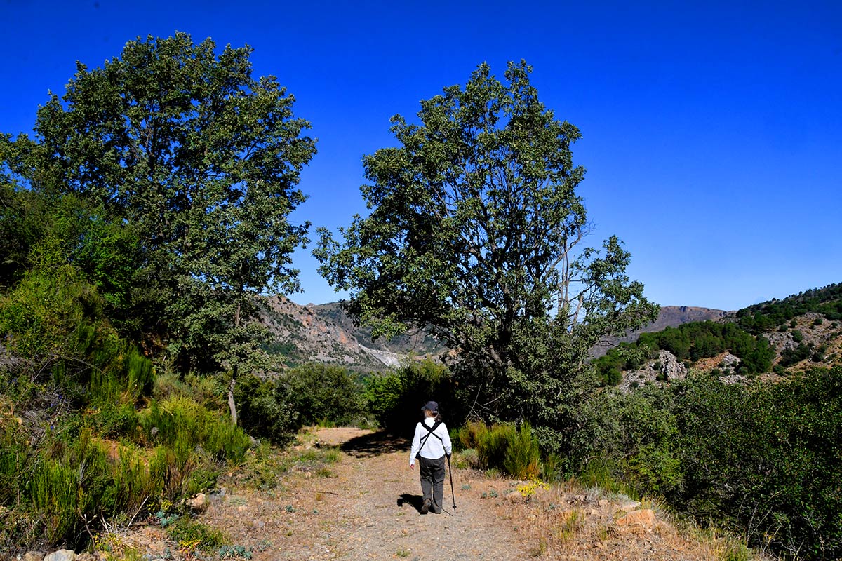 Densos melojares nevadenses sobreviven en las vaguadas de San Jerónimo, a pocos metros antes de la estación de esquí