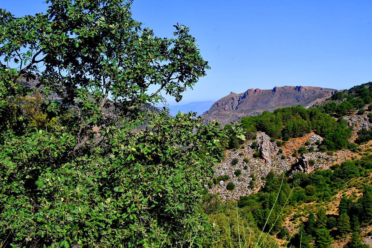 Densos melojares nevadenses sobreviven en las vaguadas de San Jerónimo, a pocos metros antes de la estación de esquí