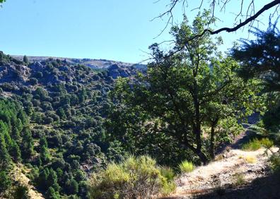 Imagen secundaria 1 - Robles en las laderas umbrías de San Jerónimo