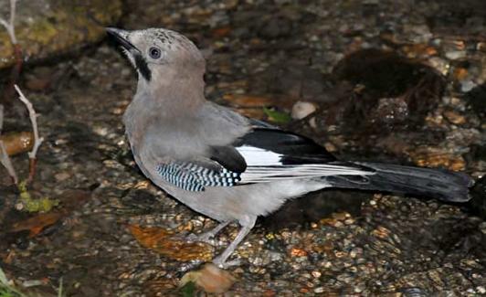 Arrendajo, Garrulus glandarius