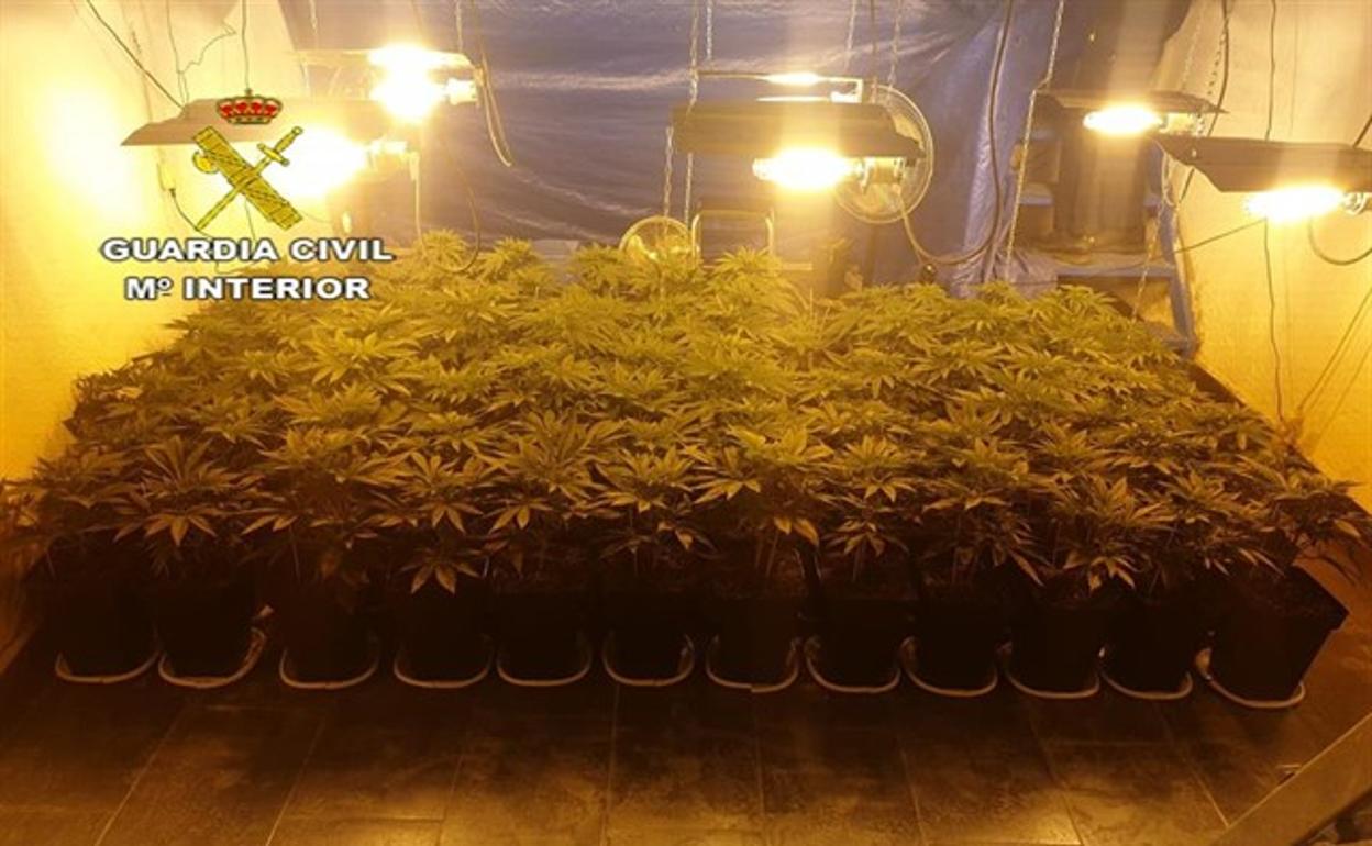 Narcorotijo en Sevilla: Tenía 1.380 plantas de marihuana en 15 habitaciones