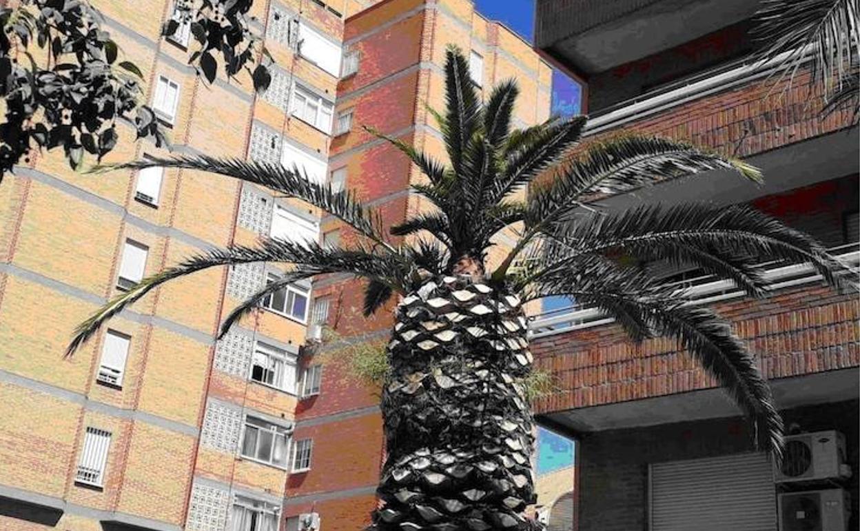 Trampas y feromonas para salvar de la muerte a las palmeras de Jaén tras arrancar ya veintiséis