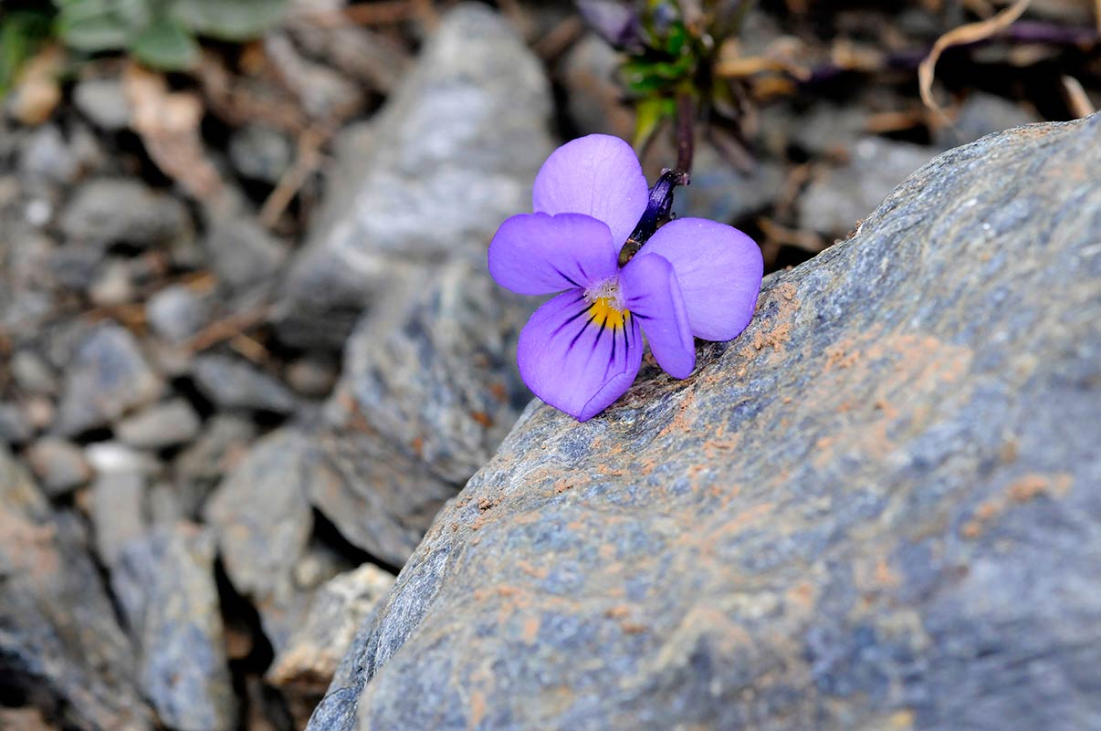 Violeta de Sierra Nevada, Viola crassiuscula. Elementos del paisaje y biodiversidad que se han convertido en la imagen más representativa de la montaña nevadense