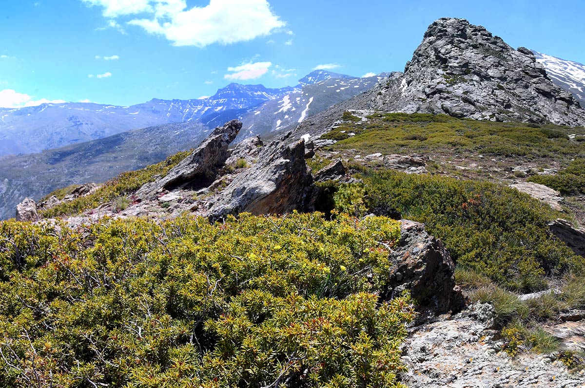 Aferrados a la tierra, piornales y enebrales tapizan las laderas de la alta montaña de Sierra Nevada. Especies vegetales que crean un ecosistema-refugio donde sobrevivir ante las condiciones climáticas extremas del invierno nevadense