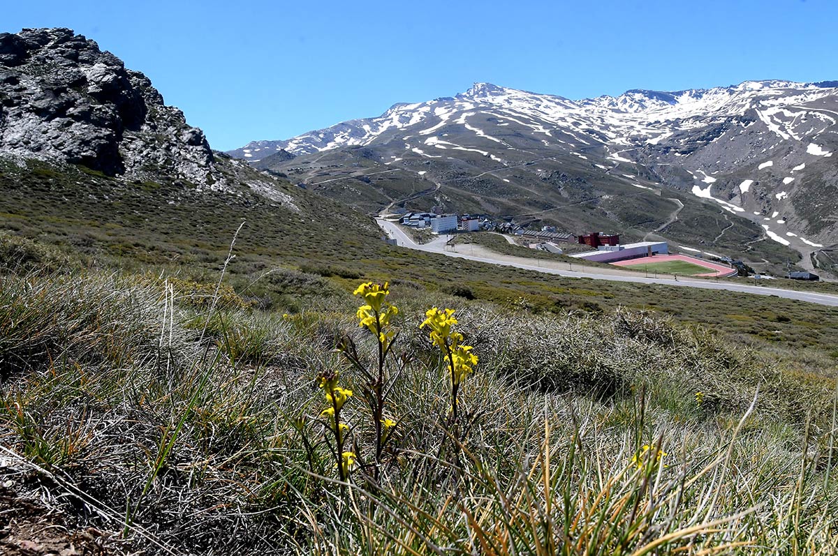 Imagen secundaria 1 - Enebros de San Francisco, al fondo el Trevenque; enebral con la estación de esquí y el Veleta; Collalba gris, habitual de los enebrales y piornales 