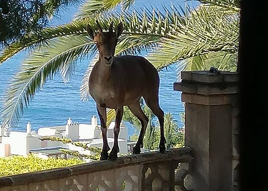 Las cabras «acosan» La Herradura