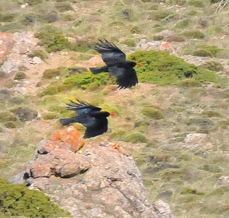Dos chovas vuelan sobre los piornales de Sierra Nevada 