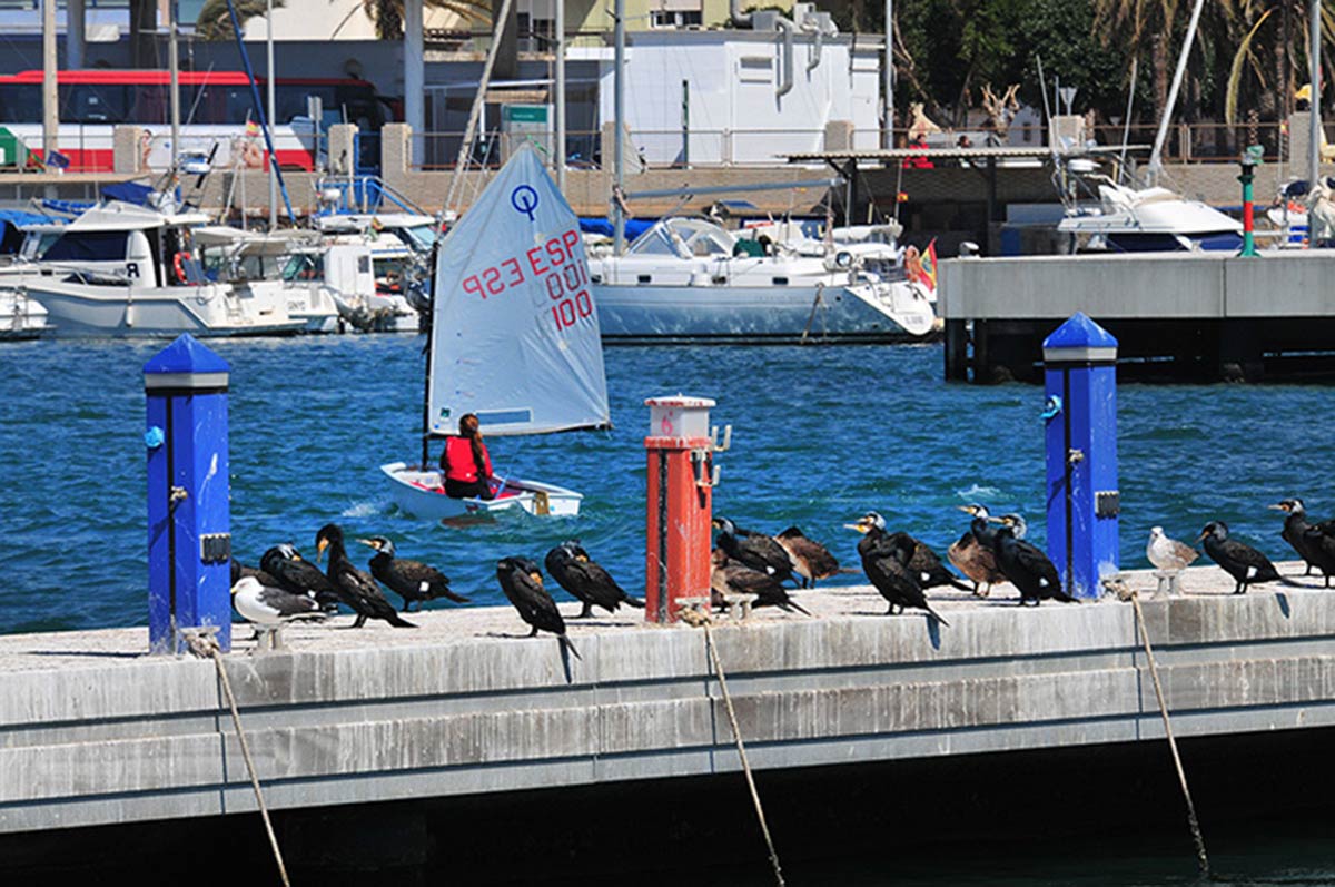 Las dársenas pesqueras y deportivas son un nuevo ecosistema donde sobreviven aves acuáticas, peces e invertebrados marinos | Diversas especies de gaviotas, cormoranes, y garcetas esperan, cada día, la llegada de los pesqueros para aprovechar descartes y restos de las redes