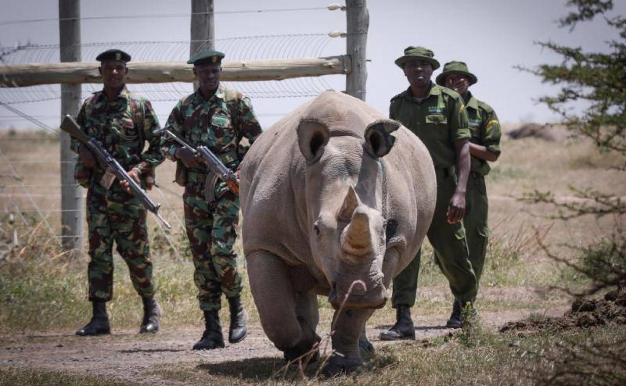 La rinoceronte blanca de diecinueve años Fatu, una de las dos últimas de su especie, escoltada por guardabosques y cuidadores en Reserva Ol Pejeta (Kenia). 