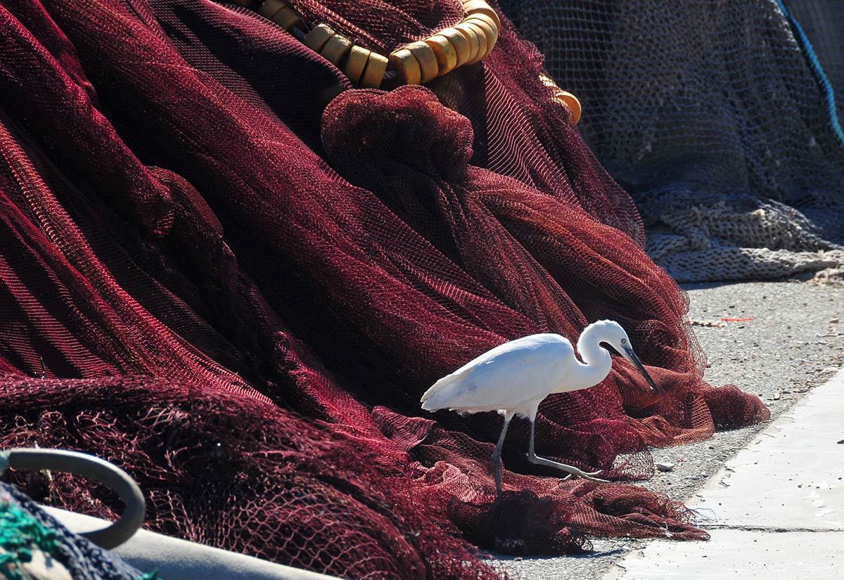 Las dársenas pesqueras y deportivas son un nuevo ecosistema donde sobreviven aves acuáticas, peces e invertebrados marinos | Diversas especies de gaviotas, cormoranes, y garcetas esperan, cada día, la llegada de los pesqueros para aprovechar descartes y restos de las redes