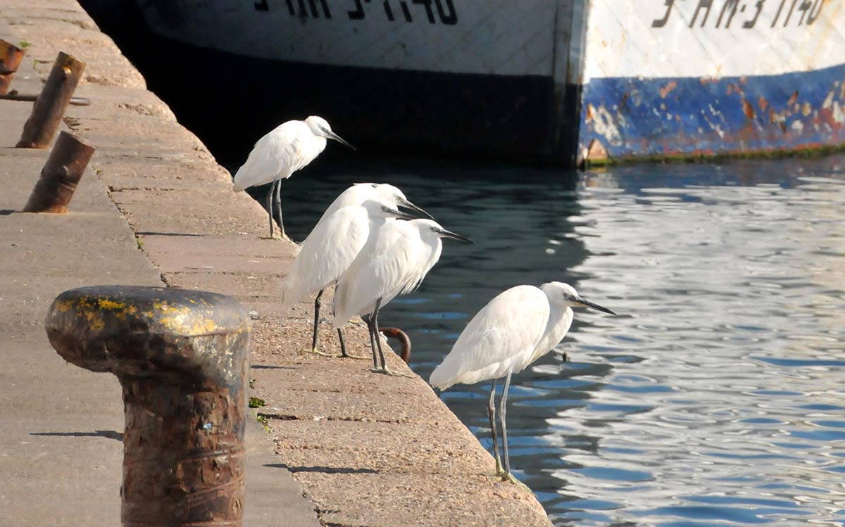 Las dársenas pesqueras y deportivas son un nuevo ecosistema donde sobreviven aves acuáticas, peces e invertebrados marinos | Diversas especies de gaviotas, cormoranes, y garcetas esperan, cada día, la llegada de los pesqueros para aprovechar descartes y restos de las redes