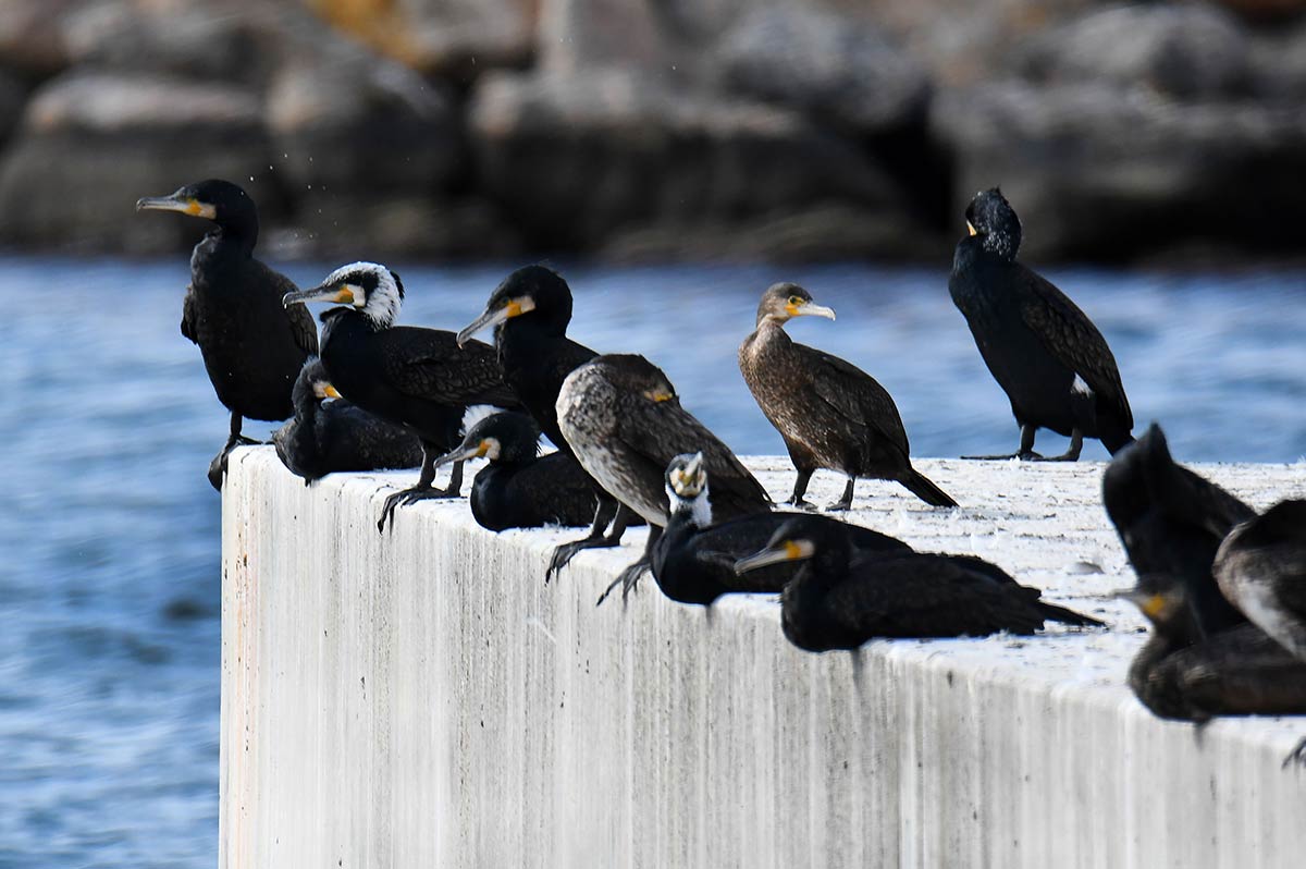 Las dársenas pesqueras y deportivas son un nuevo ecosistema donde sobreviven aves acuáticas, peces e invertebrados marinos | Diversas especies de gaviotas, cormoranes, y garcetas esperan, cada día, la llegada de los pesqueros para aprovechar descartes y restos de las redes