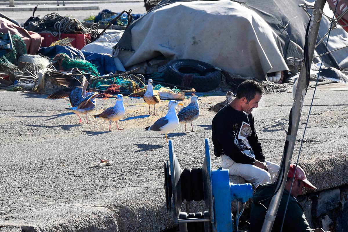 Las dársenas pesqueras y deportivas son un nuevo ecosistema donde sobreviven aves acuáticas, peces e invertebrados marinos | Diversas especies de gaviotas, cormoranes, y garcetas esperan, cada día, la llegada de los pesqueros para aprovechar descartes y restos de las redes