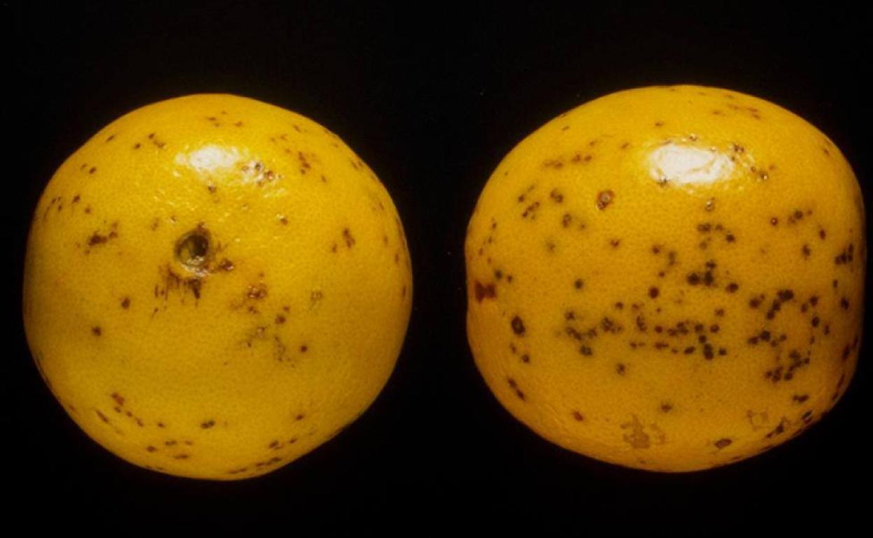 Naranjas con 'phyllosticta citricarpa'. 