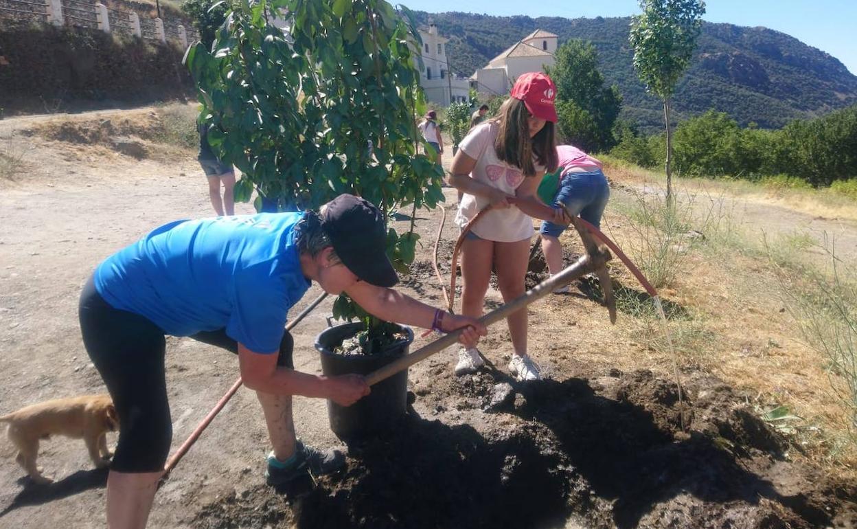 Alpujarra de Granada | Bubión consolida su compromiso contra el cambio climático con la iniciativa 'planta un árbol, planta futuro'