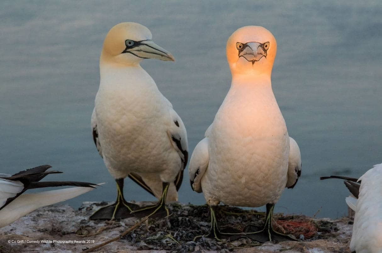 'Proposición indecente' es el título de esta sugerente foto que firma Co Grift y que fue tomada en Helgoland, Alemania