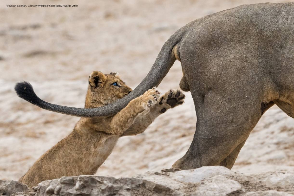 'Agarra la vida por el...', una divertida imagen de Sarah Skinner captada en Botswana