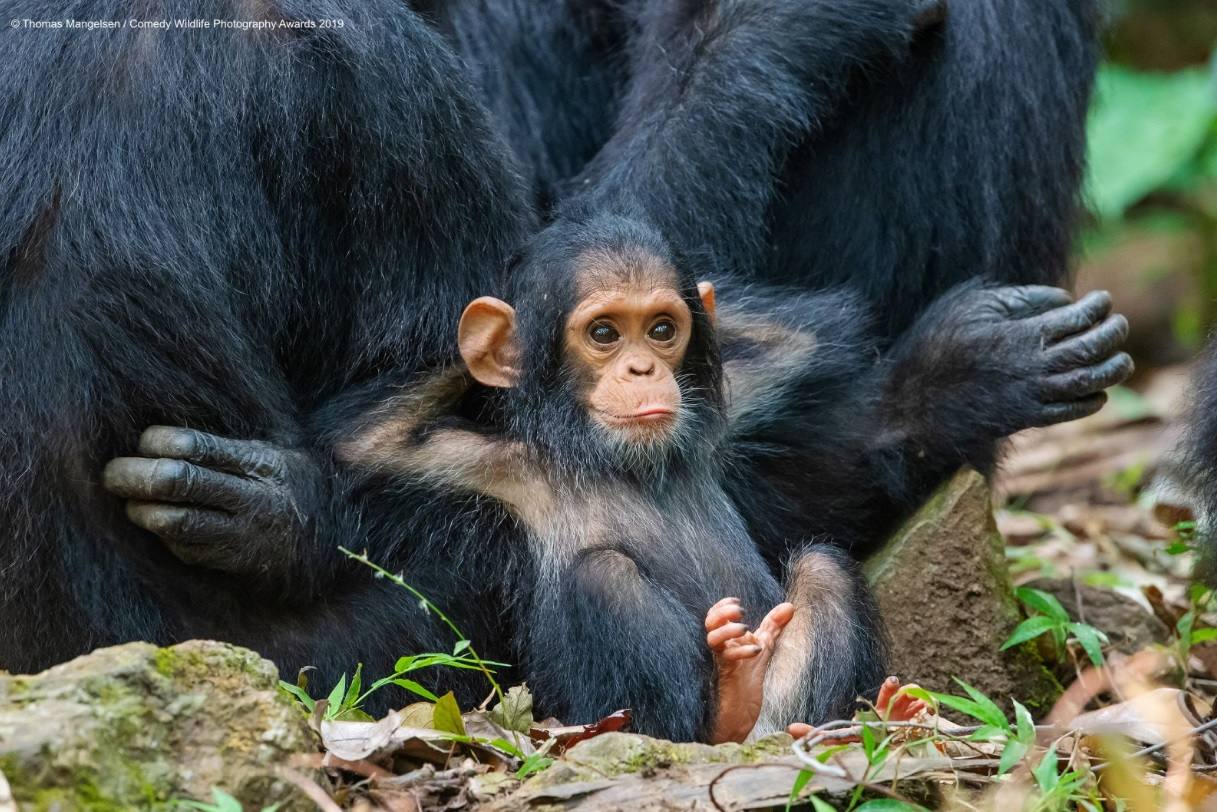 Un bebé chimpancé en el parque nacional Gombe Stream de Tanzania captado por Tom Mangelsen