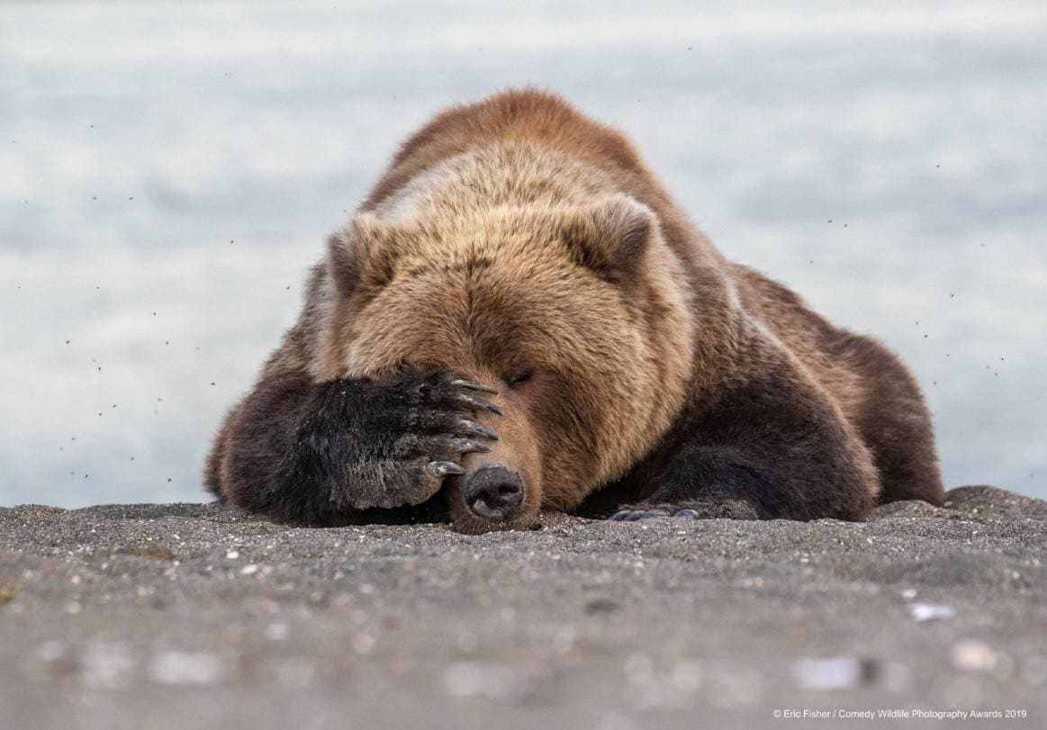 'Lines por la mañana'. Eric Fisher captó de esta guisa a un oso en Alaska