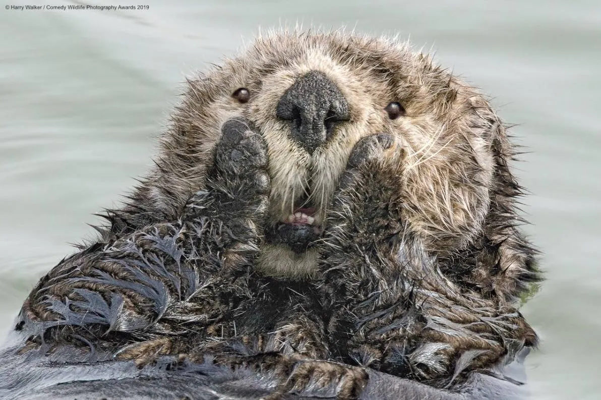 '¡Oh!' es el título de esta foto realizada por Harry Walker en Alaska