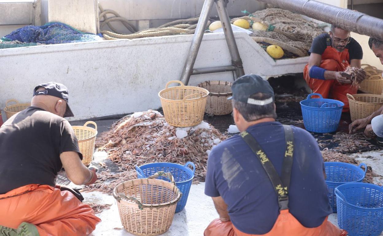 La pesca de quisquillas se somete a examen