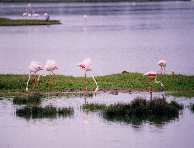 Parque Nacional de Doñana (Huelva, Sevilla, Cádiz)