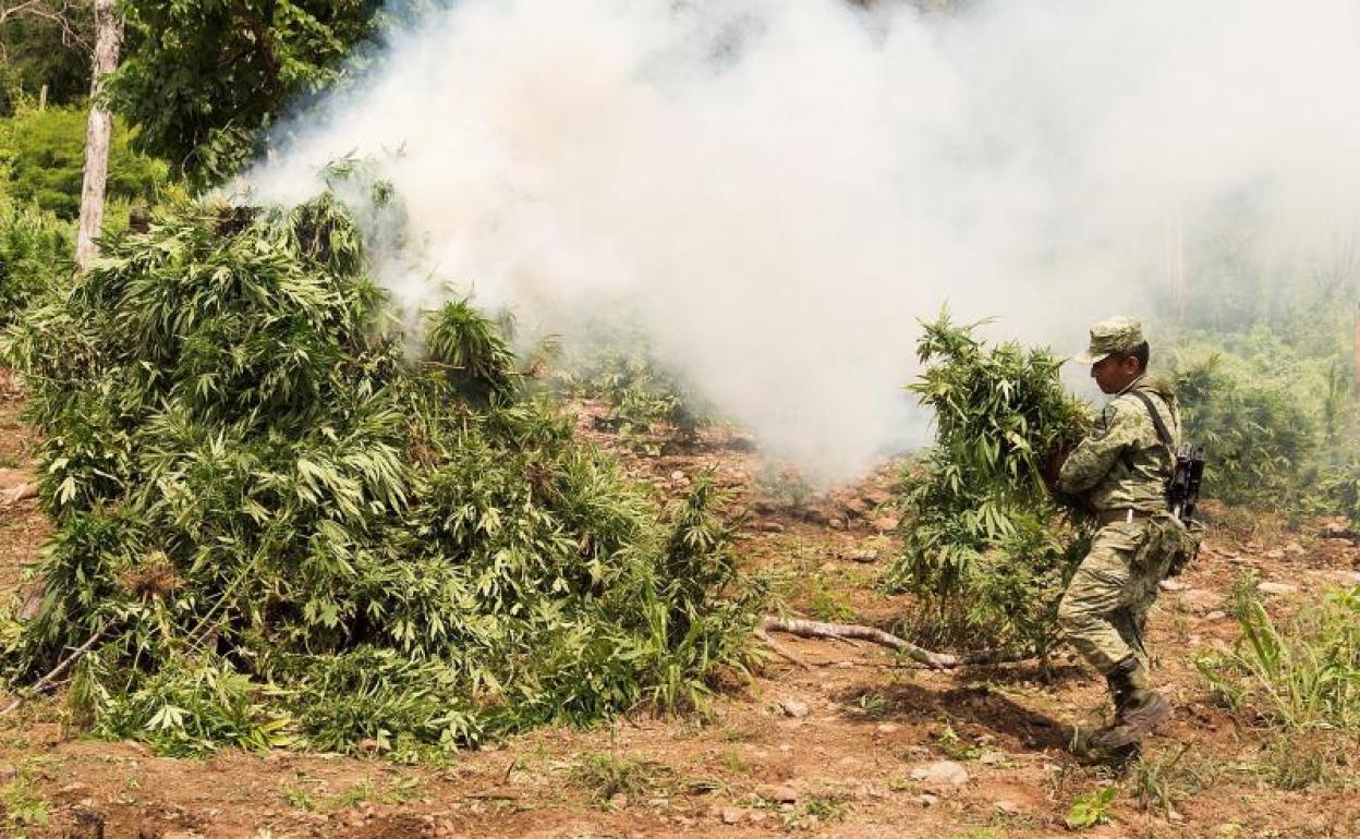 Agentes de la Secretaría de la Defensa Nacional de México (Sedena) incineraron este miércoles un plantío de tres hectáreas de marihuana en Cosalá. 