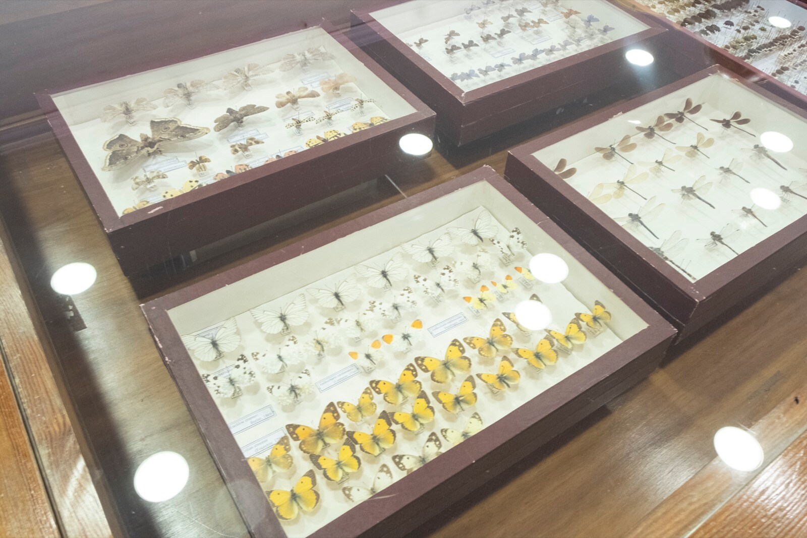 La UGR cuenta con una colección en el departamento de Zoología de más 200.000 ejemplares y 10.000 especies