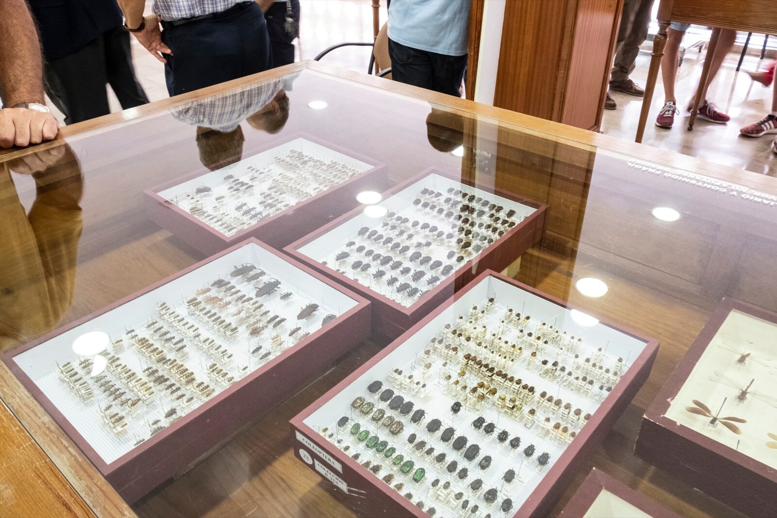 La UGR cuenta con una colección en el departamento de Zoología de más 200.000 ejemplares y 10.000 especies