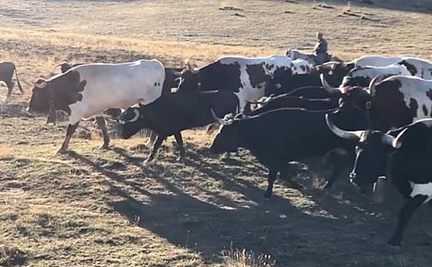 Cincuenta toros sueltos en la sierra de Castril provocan una búsqueda de 12 horas con helicóptero