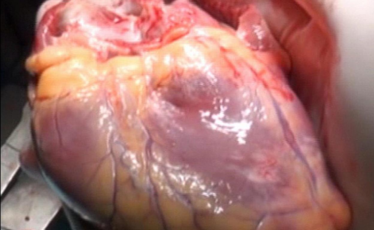 Investigadores españoles descubren cómo el corazón sabe dónde colocarse en el organismo