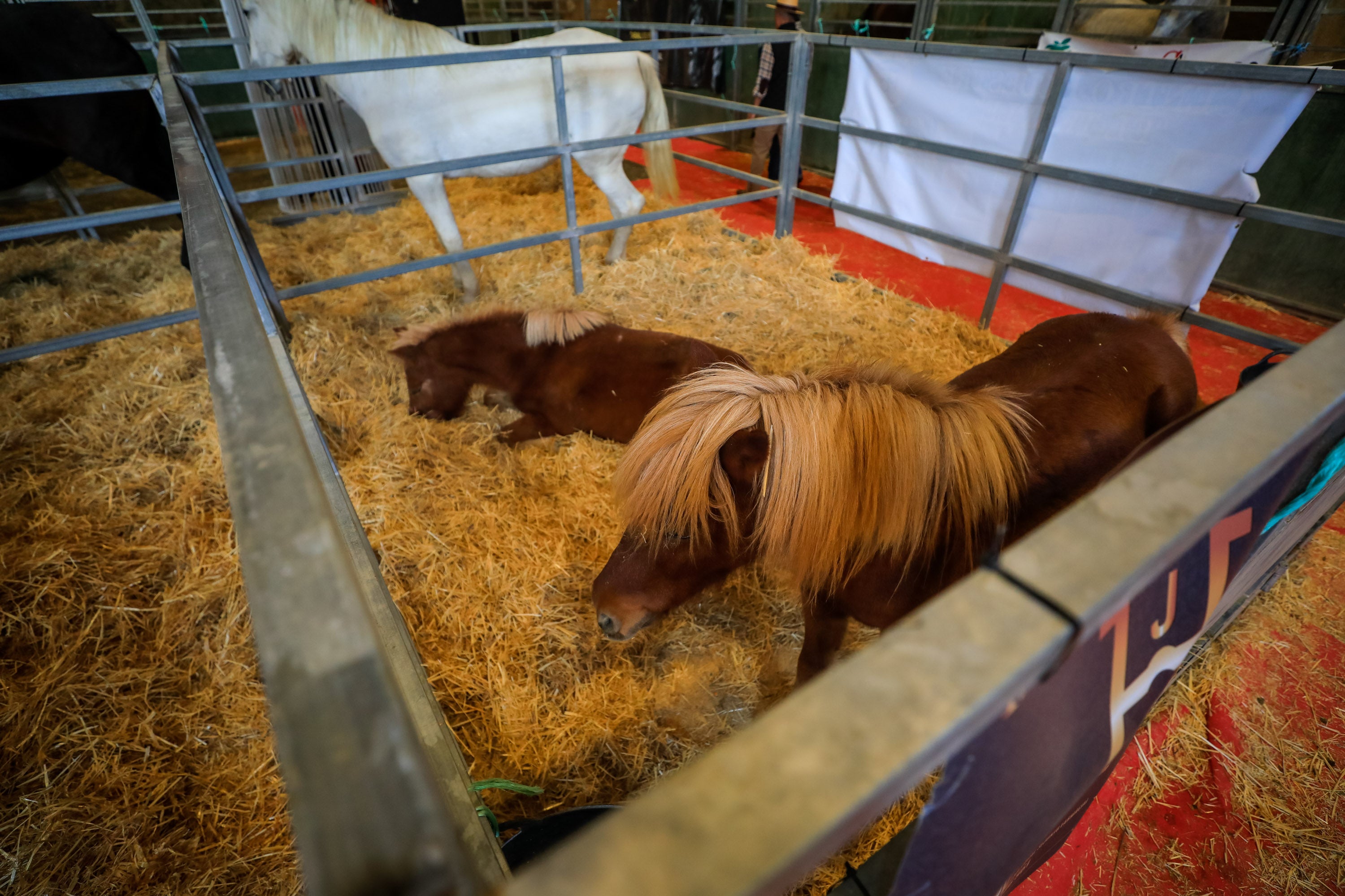 Concab Granada 2019 cumple su vigésima edición consolidada como una de las ferias dedicadas al caballo más importantes de España. Se espera que sean más de 20.000 personas las que visiten la Feria de Muestras de Armilla