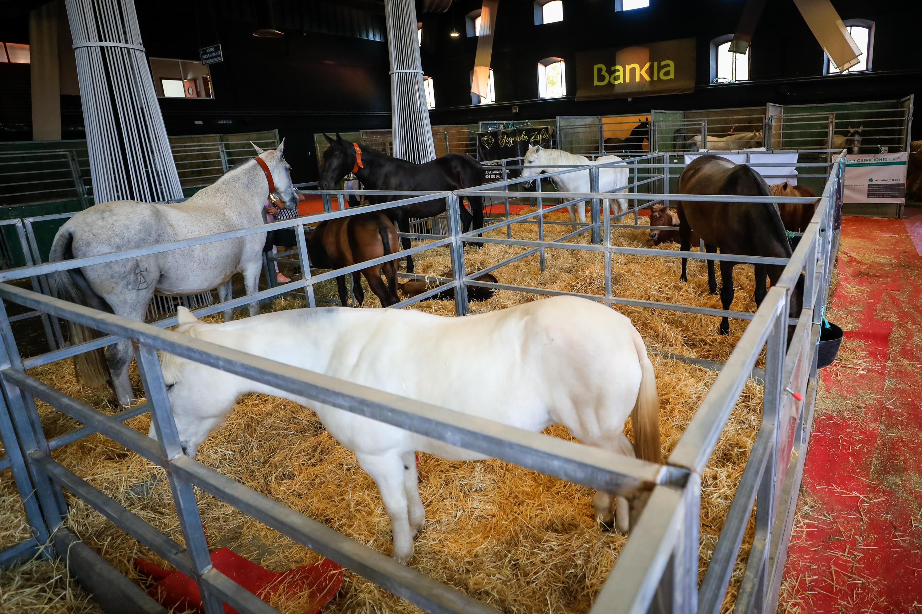 Concab Granada 2019 cumple su vigésima edición consolidada como una de las ferias dedicadas al caballo más importantes de España. Se espera que sean más de 20.000 personas las que visiten la Feria de Muestras de Armilla