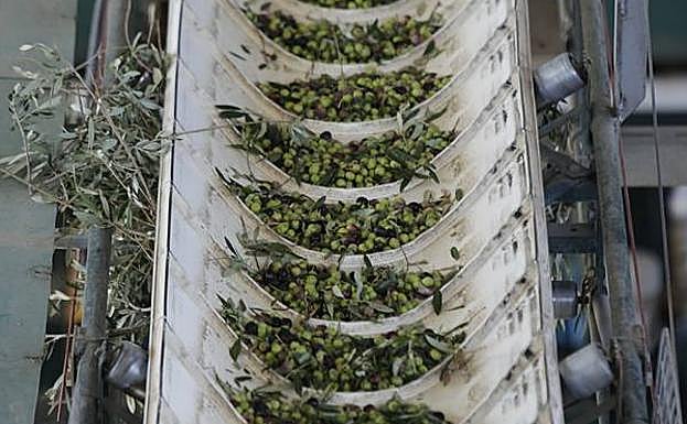 Imagen principal - Aranceles al aceite de oliva en Jaén | Asedio al olivar