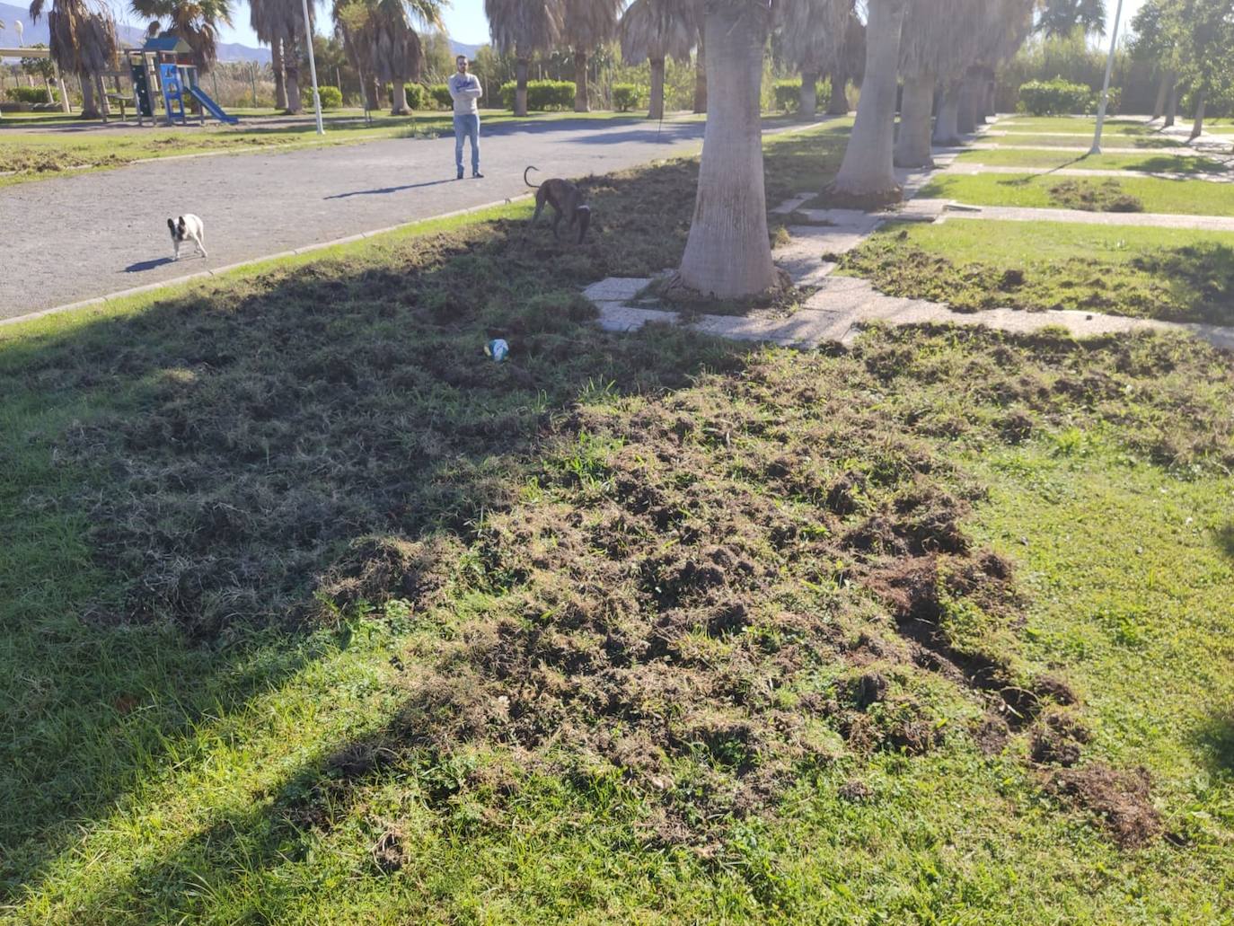 La piara ha arrancado el césped de los jardines en su visita nocturna al vecindario 