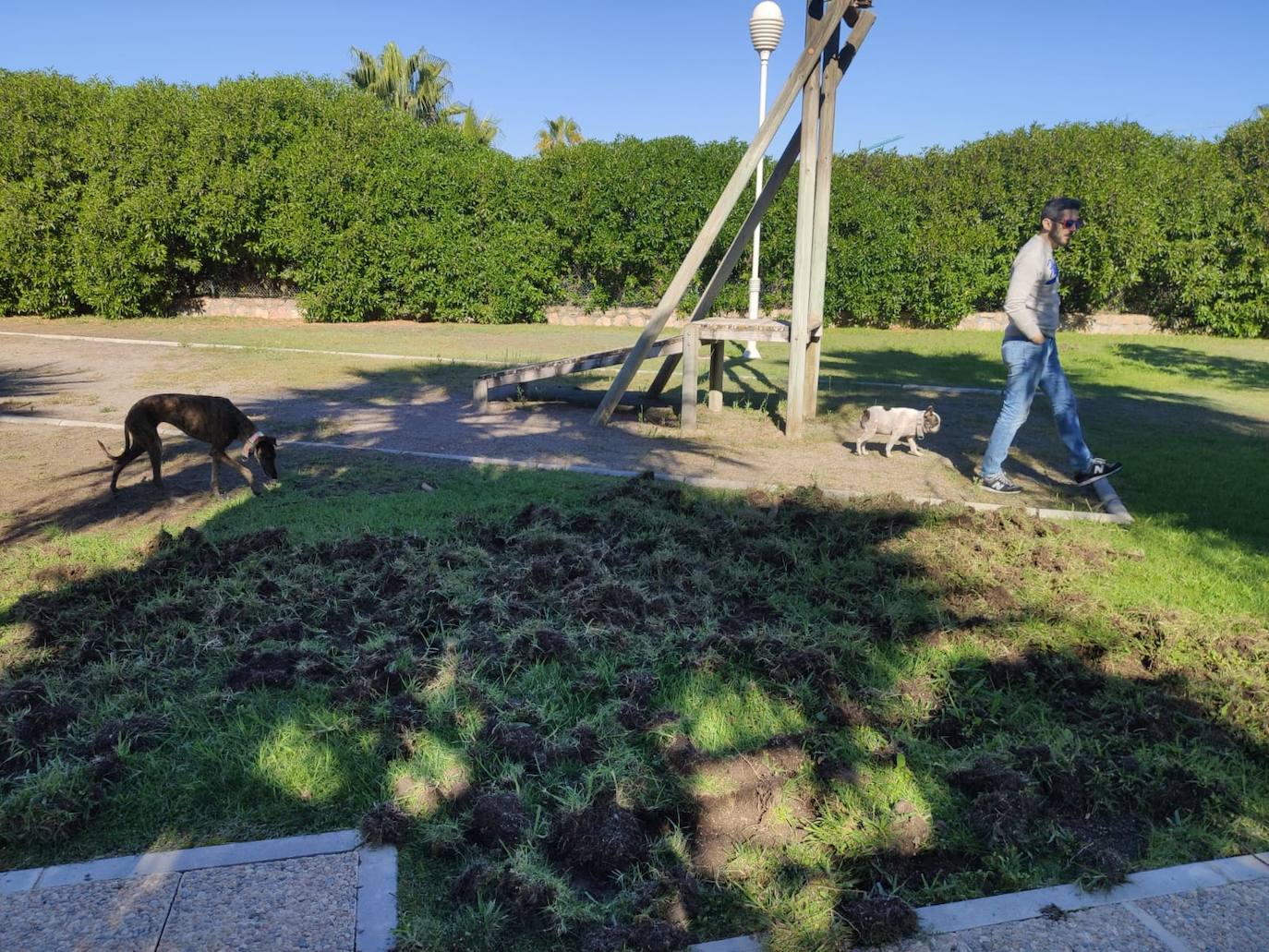 La piara ha arrancado el césped de los jardines en su visita nocturna al vecindario 