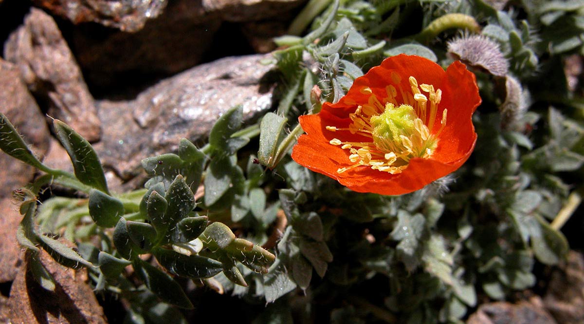Amapola de Sierra Nevada, solo crece a escasos metros de la cumbre del Mulhacén