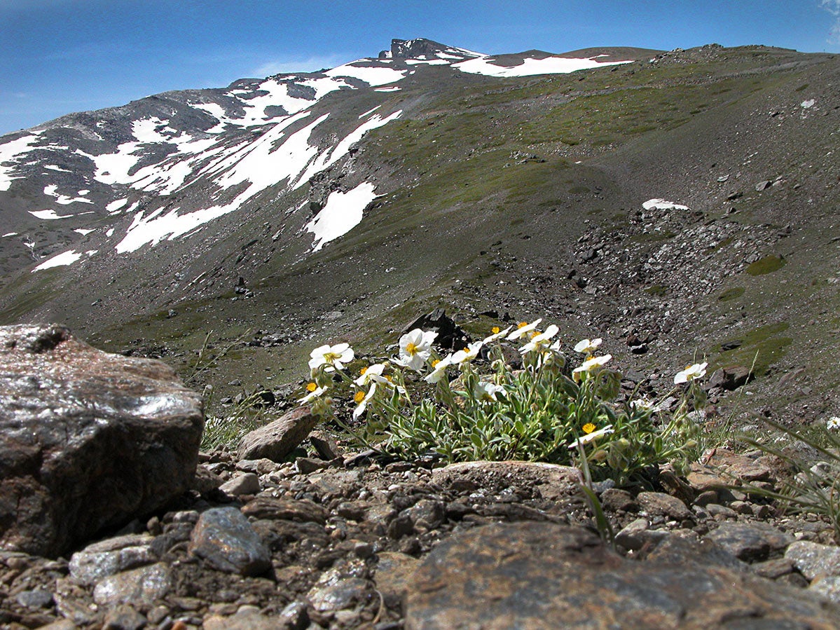 La vegetación crece entre las pizarras
