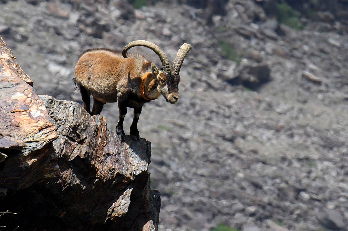 Imagen secundaria 1 - La Alcazaba y el Mulhacén presiden la imagen de las altas cumbres; Un macho de cabra montés, una especie emblemática de la sierra, junto a la manzanilla real, la especie de flora más conocida y protegida. 