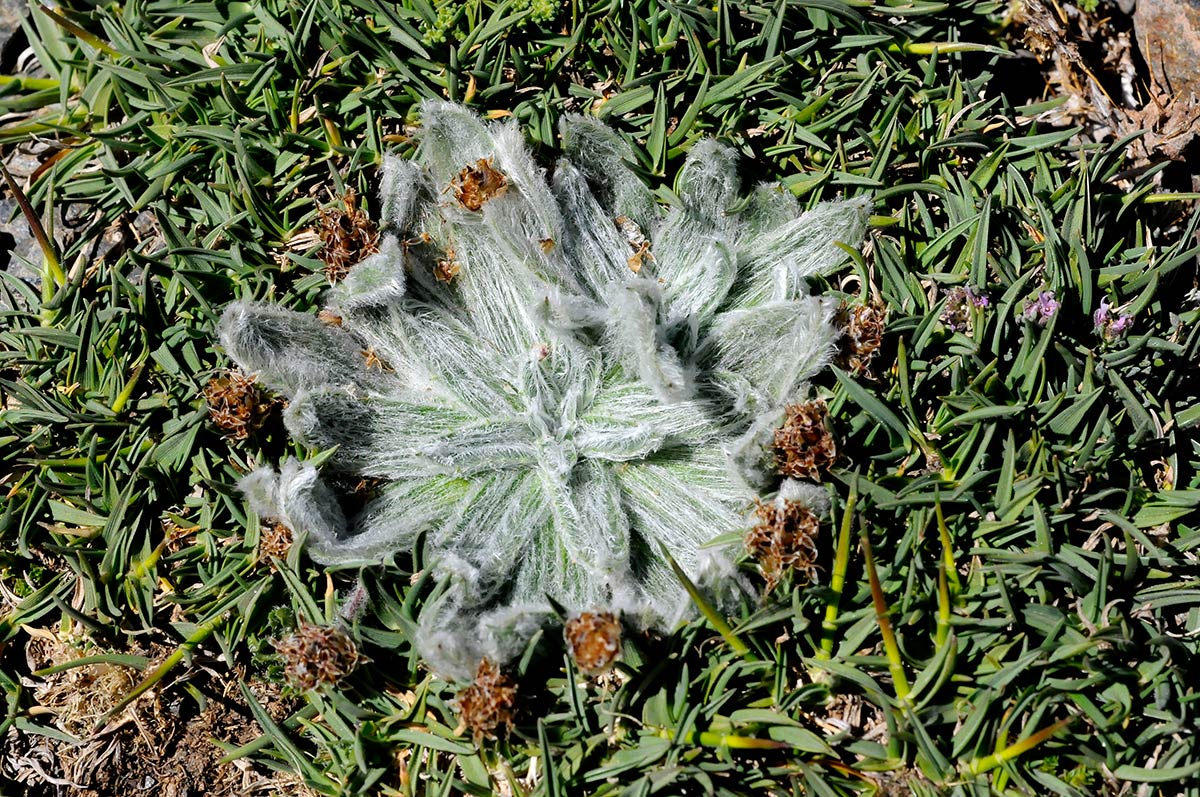La Estrella de las nieves, Plantago nivalis, icono de la flora nevadense