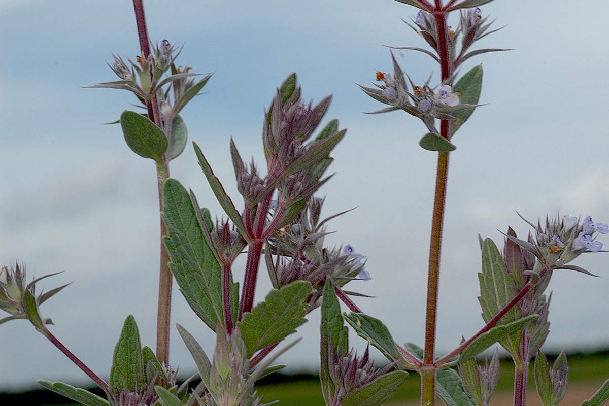 Nepeta hispanica, Puebla de don Fadrique